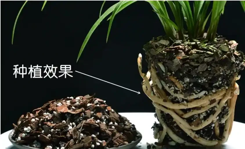 「退草」是蘭花逃不過去的「劫難」?三方面闡述原因以及解決辦法