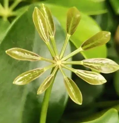 鵝掌藤的葉子發黃掉落怎麼辦
