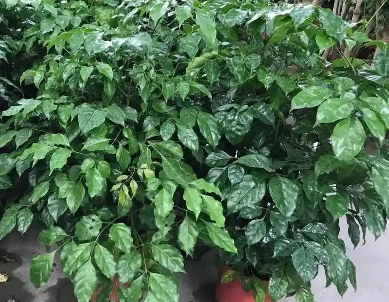 養幸福樹之前瞭解2點，買回家養多久都不會變光棍，葉子越養越多