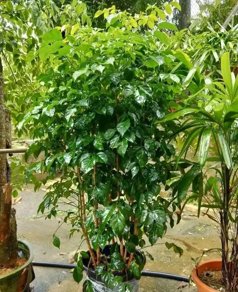 養幸福樹之前瞭解2點，買回家養多久都不會變光棍，葉子越養越多