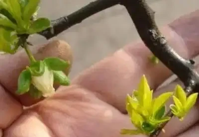金彈子開花後又全部掉了什麼原因