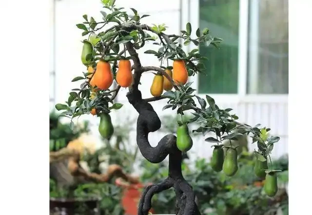 金彈子開花後又全部掉了什麼原因