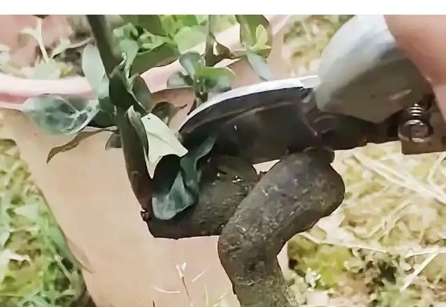 金彈子開花後又全部掉了什麼原因