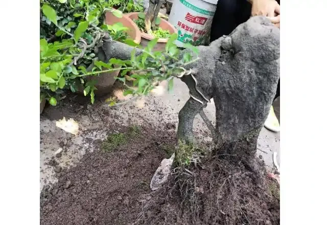 金彈子開花後又全部掉了什麼原因