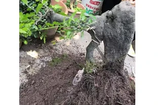 金彈子開花後又全部掉了什麼原因