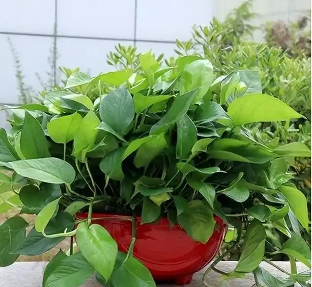 為什麼黃金葛是最強植物空氣清淨機,新房入夥必備利器?