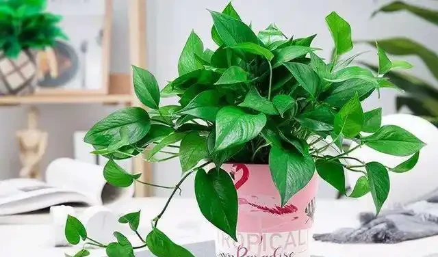 為什麼黃金葛是最強植物空氣清淨機,新房入夥必備利器?