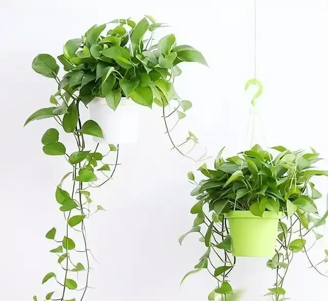 為什麼黃金葛是最強植物空氣清淨機,新房入夥必備利器?