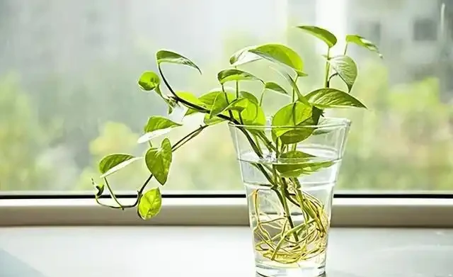為什麼黃金葛是最強植物空氣清淨機,新房入夥必備利器?