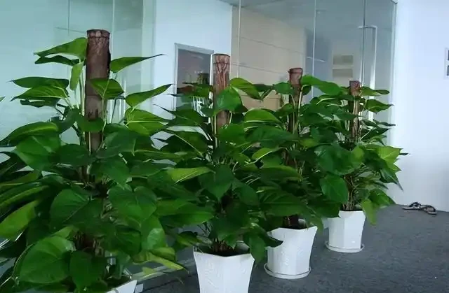 為什麼黃金葛是最強植物空氣清淨機，新房入夥必備利器？