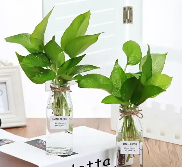 為什麼黃金葛是最強植物空氣清淨機,新房入夥必備利器?