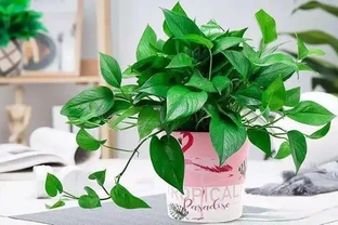 為什麼黃金葛是最強植物空氣清淨機，新房入夥必備利器？