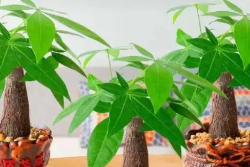 發財樹可以用啤酒來澆嗎