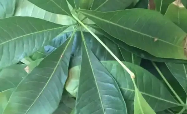 發財樹葉子發黃能自行恢復嗎