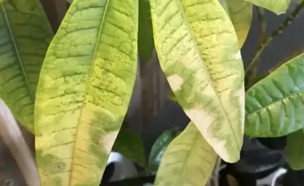 發財樹葉子發黃能自行恢復嗎