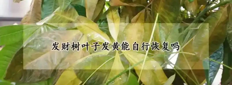 發財樹葉子發黃能自行恢復嗎