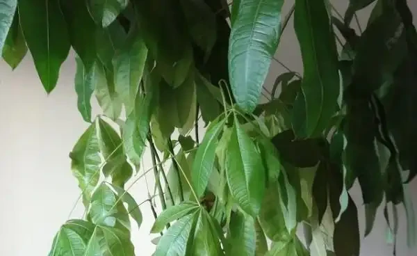 發財樹葉子發黃能自行恢復嗎