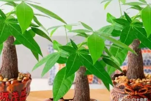 發財樹可以用啤酒來澆嗎