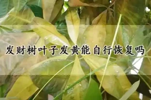 發財樹葉子發黃能自行恢復嗎