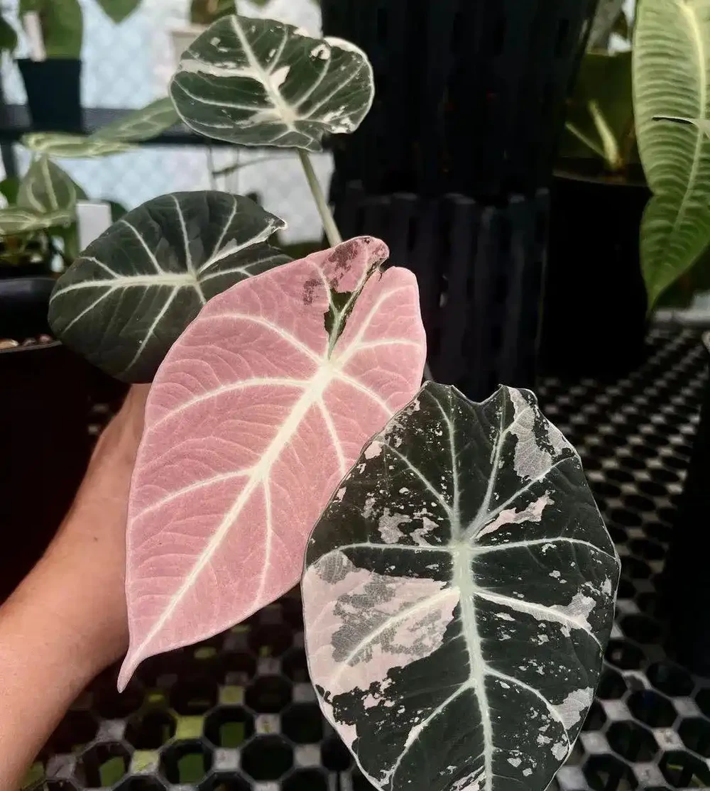超高顏值的海芋屬網紅熱植，教你從配土和澆水上養好這一大類植物