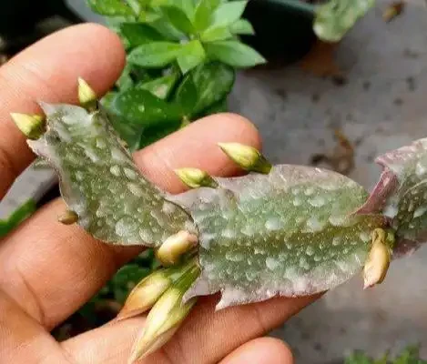 養花7個「催花術」,大花苞呼呼冒,一盆爆花300朵!
