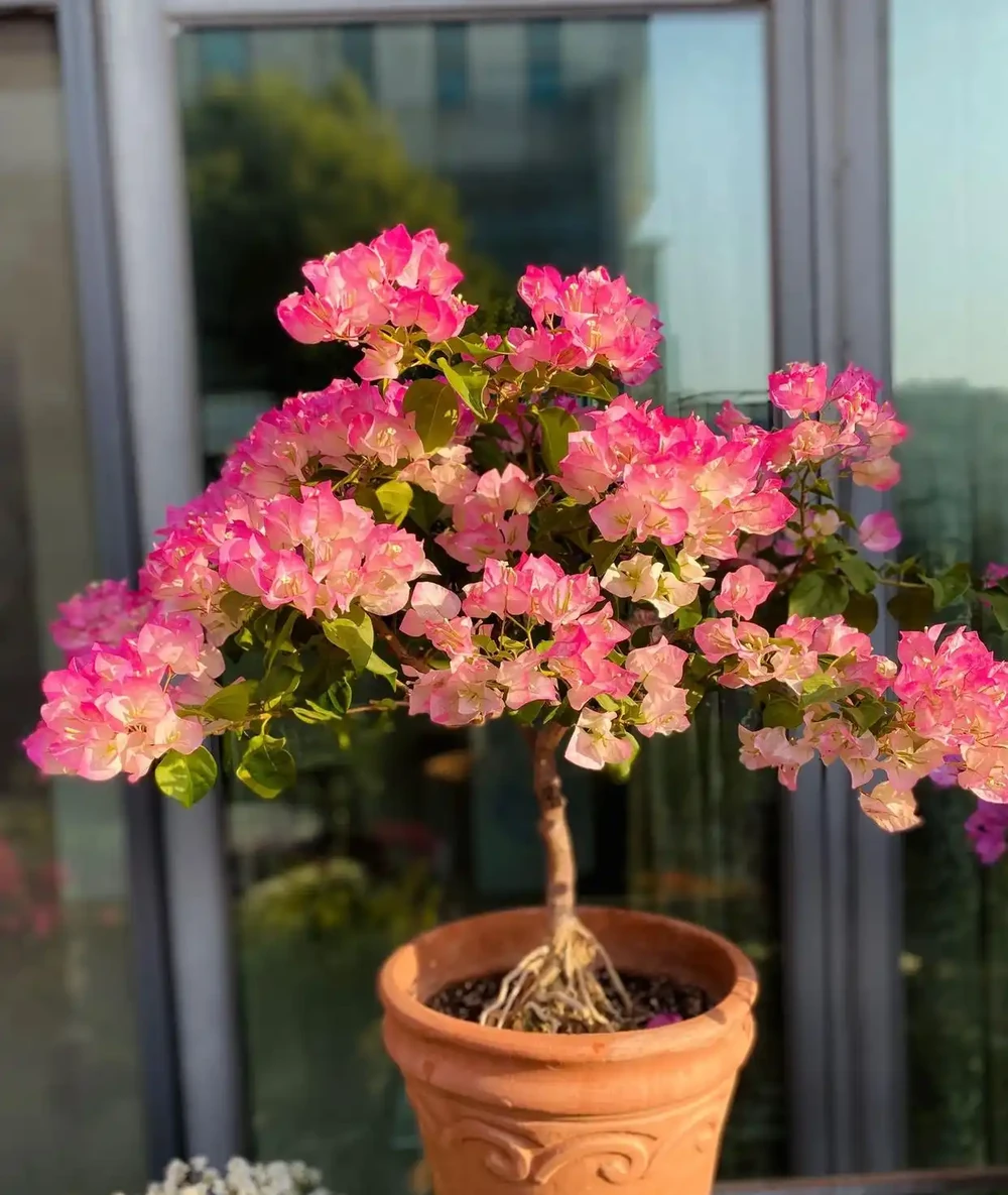 養花7個「催花術」,大花苞呼呼冒,一盆爆花300朵!