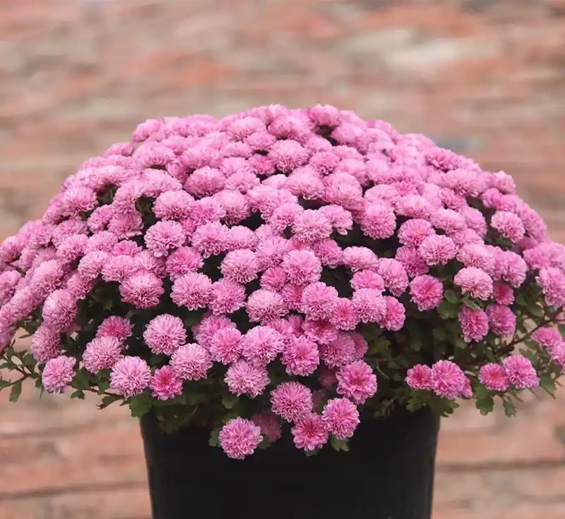 養花7個「催花術」,大花苞呼呼冒,一盆爆花300朵!