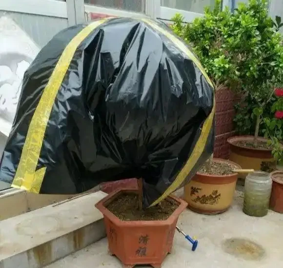 養花7個「催花術」,大花苞呼呼冒,一盆爆花300朵!