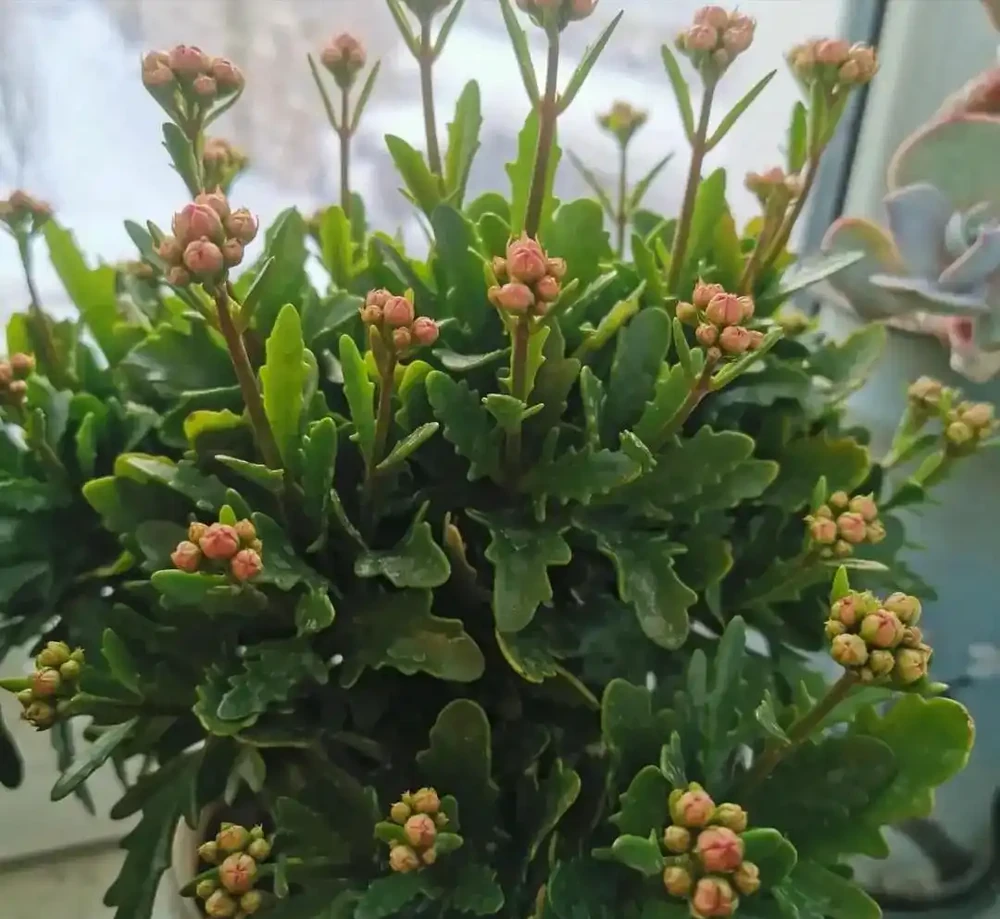 養花7個「催花術」,大花苞呼呼冒,一盆爆花300朵!