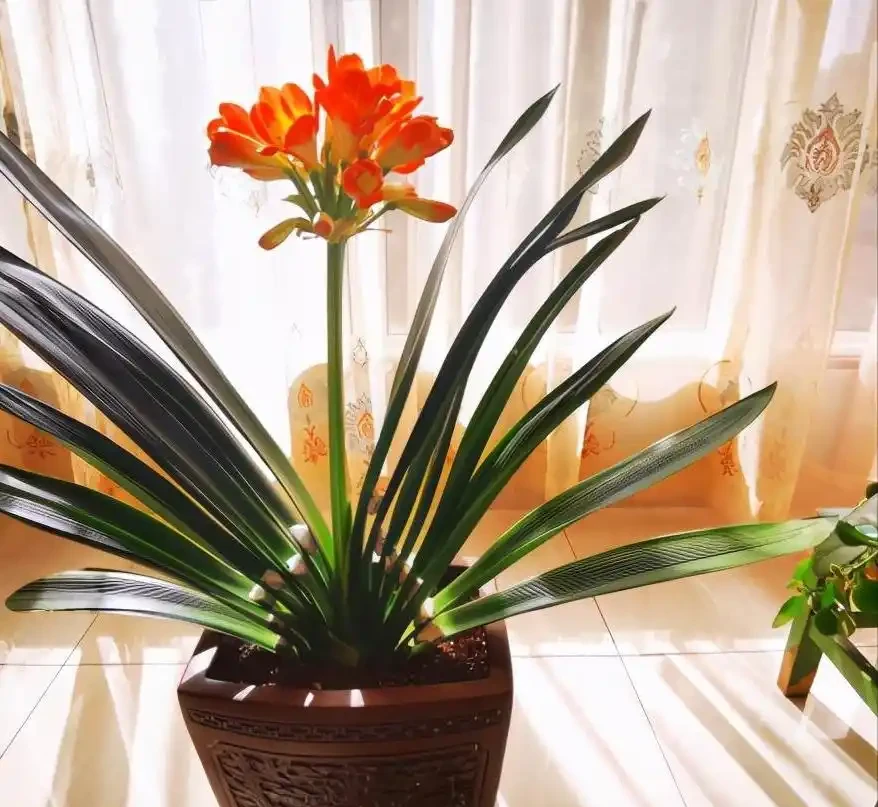 養花7個「催花術」,大花苞呼呼冒,一盆爆花300朵!