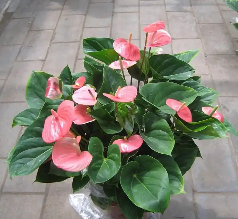 養花7個「催花術」,大花苞呼呼冒,一盆爆花300朵!