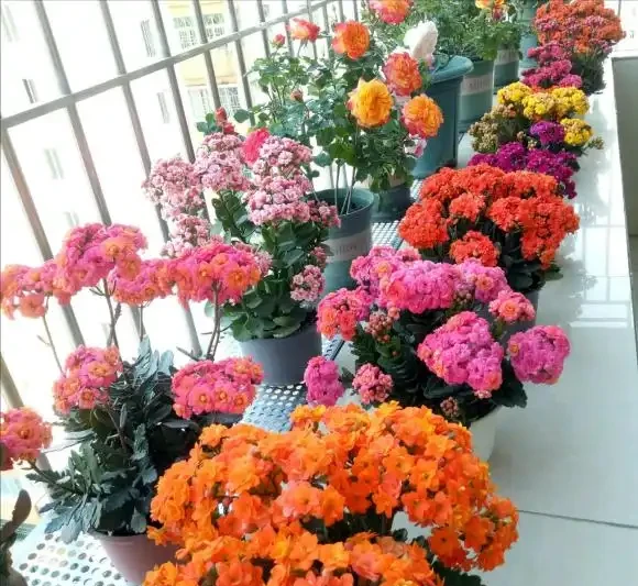 養花7個「催花術」,大花苞呼呼冒,一盆爆花300朵!