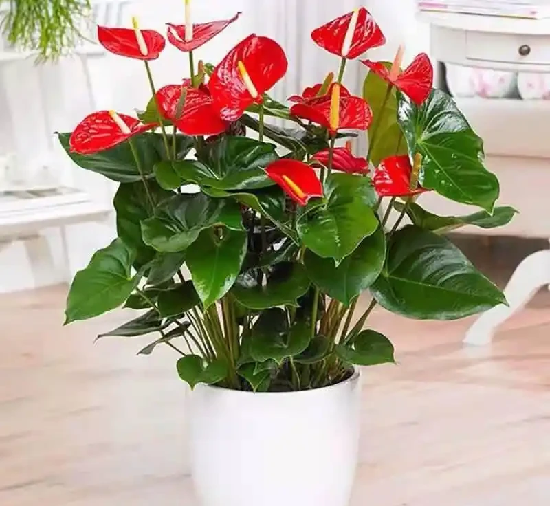 養花7個「催花術」,大花苞呼呼冒,一盆爆花300朵!