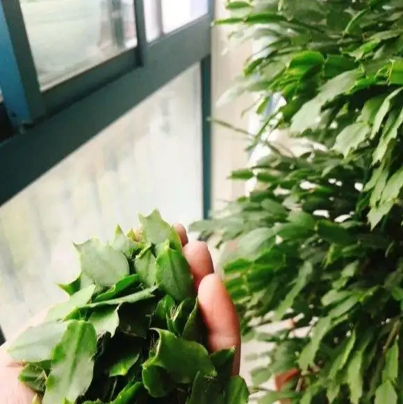 養花7個「催花術」,大花苞呼呼冒,一盆爆花300朵!