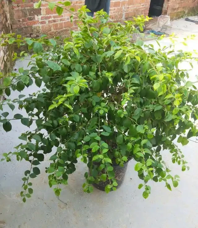 養花7個「催花術」,大花苞呼呼冒,一盆爆花300朵!