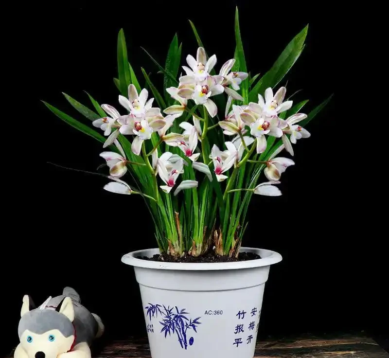 養花7個「催花術」,大花苞呼呼冒,一盆爆花300朵!