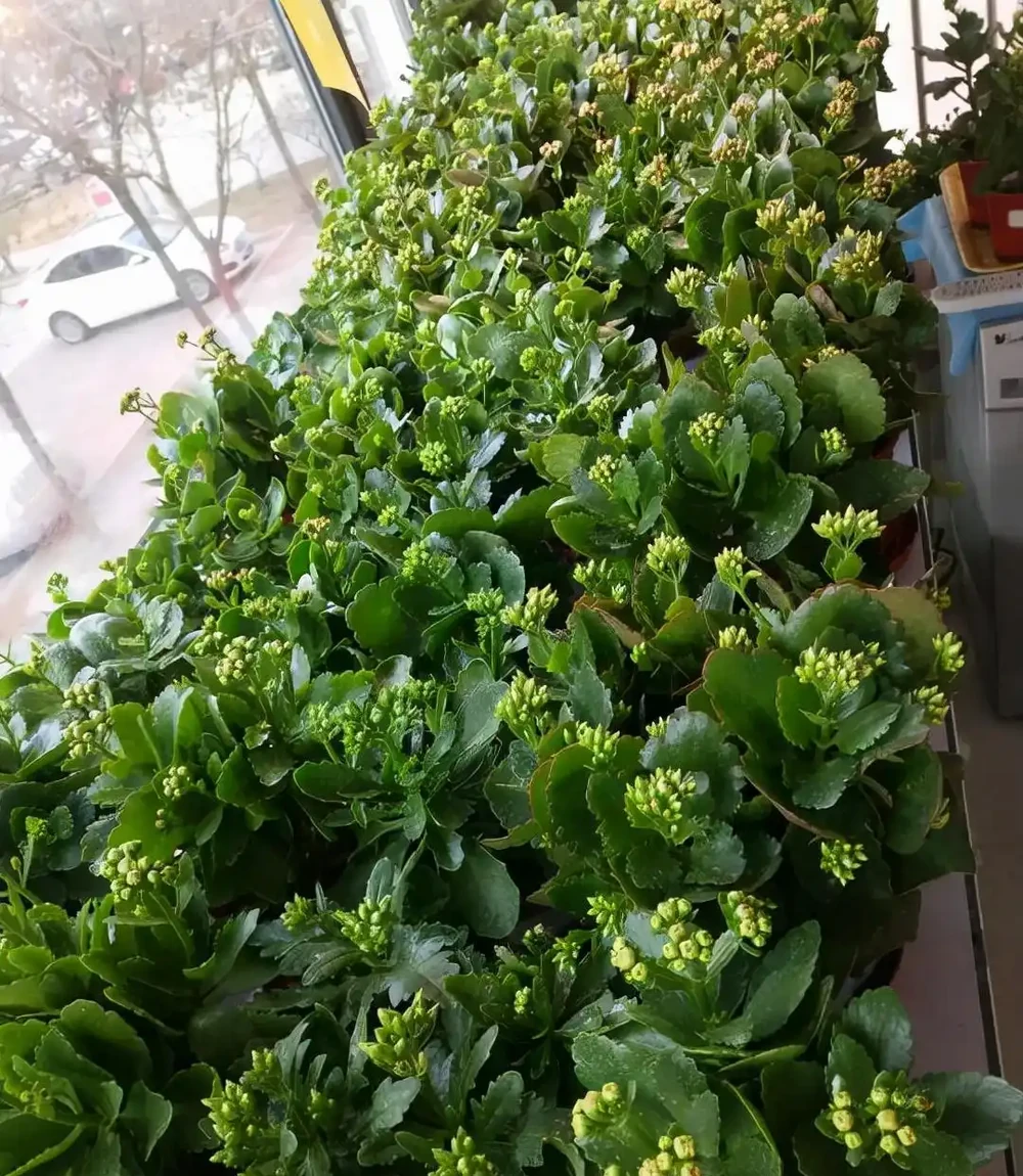 養花7個「催花術」,大花苞呼呼冒,一盆爆花300朵!