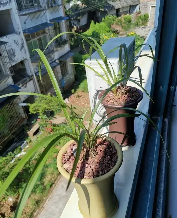 養花7個「催花術」,大花苞呼呼冒,一盆爆花300朵!