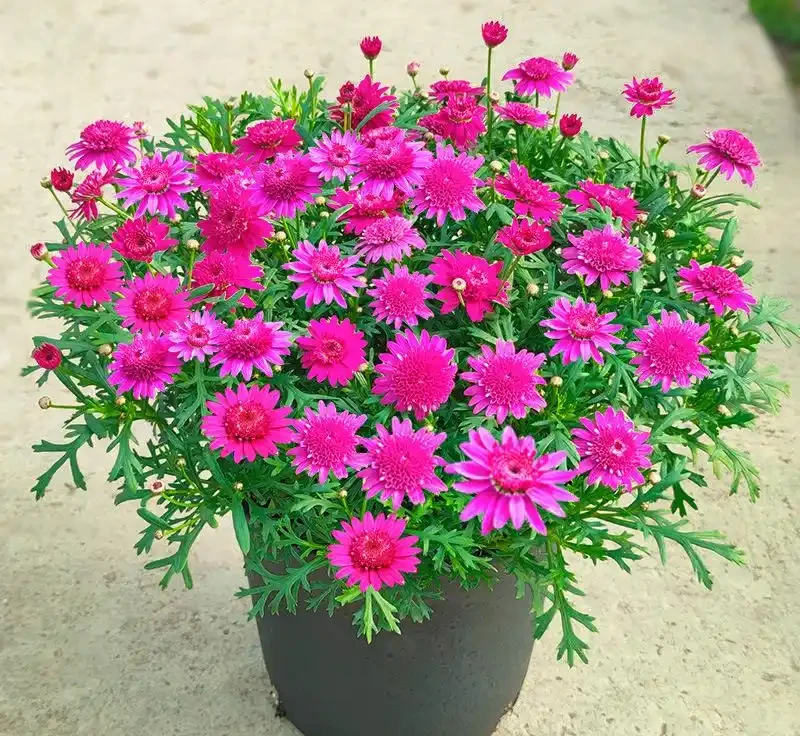 養花7個「催花術」,大花苞呼呼冒,一盆爆花300朵!