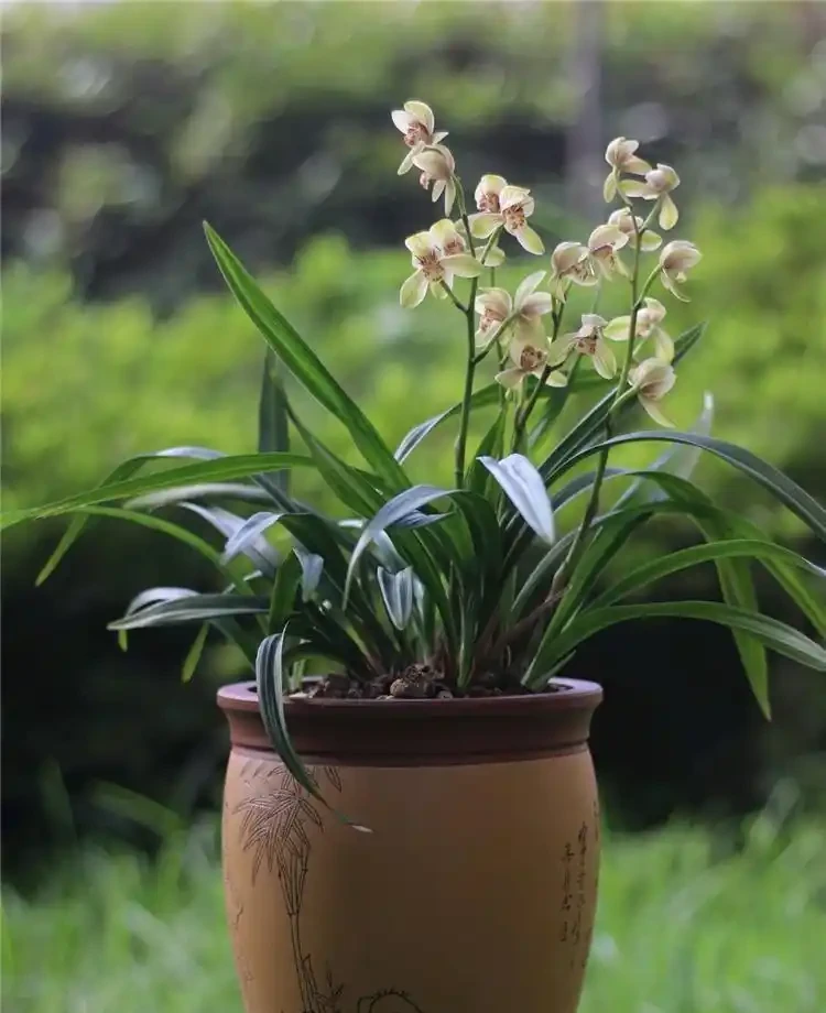 養花7個「催花術」,大花苞呼呼冒,一盆爆花300朵!