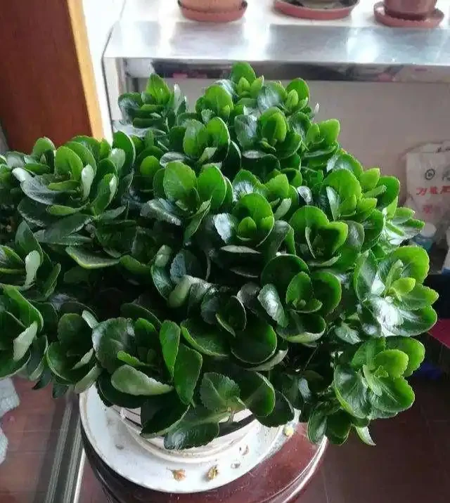 養花7個「催花術」,大花苞呼呼冒,一盆爆花300朵!