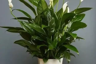 養花7個「催花術」，大花苞呼呼冒，一盆爆花300朵！