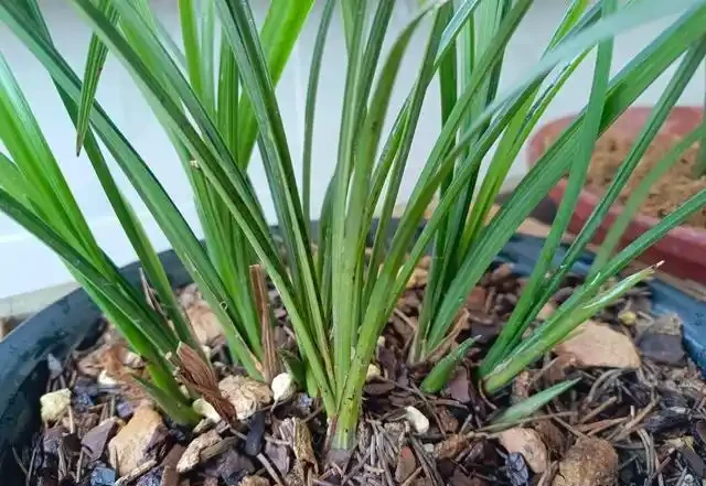 分析蘭花花苞消苞的六個原因