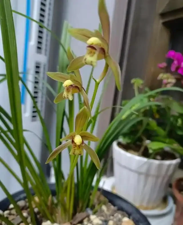 分析蘭花花苞消苞的六個原因