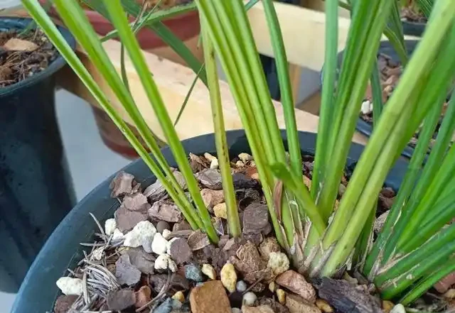 分析蘭花花苞消苞的六個原因