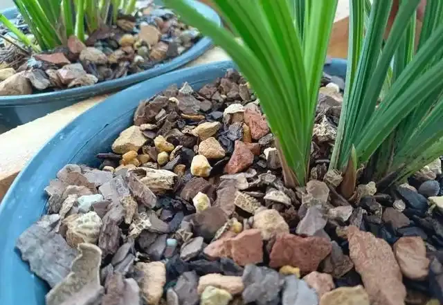 分析蘭花花苞消苞的六個原因