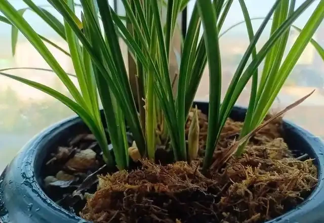 分析蘭花花苞消苞的六個原因