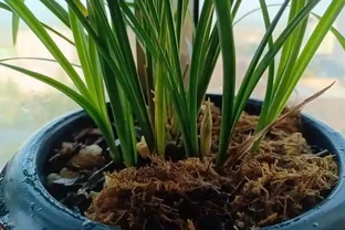分析蘭花花苞消苞的六個原因