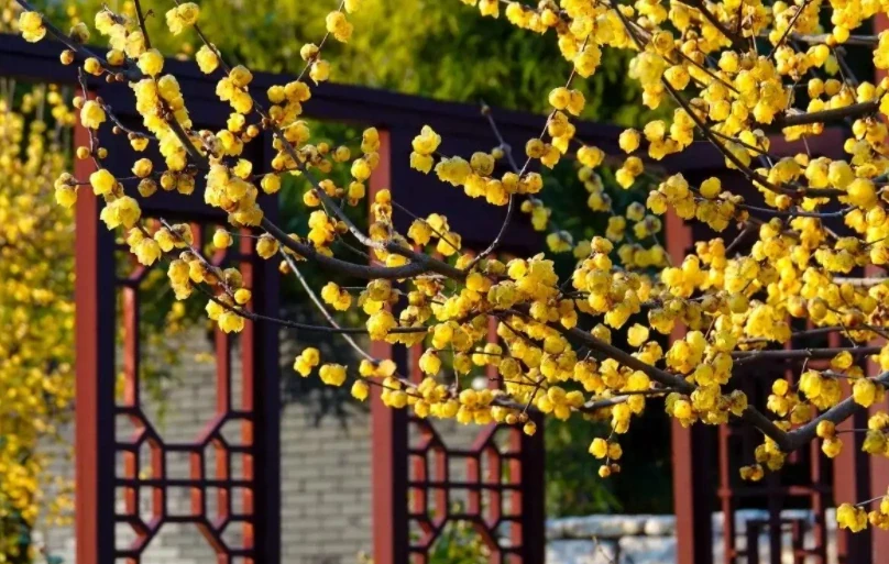 這12種耐寒花卉,可耐零下20度,適合粗養也可地植
