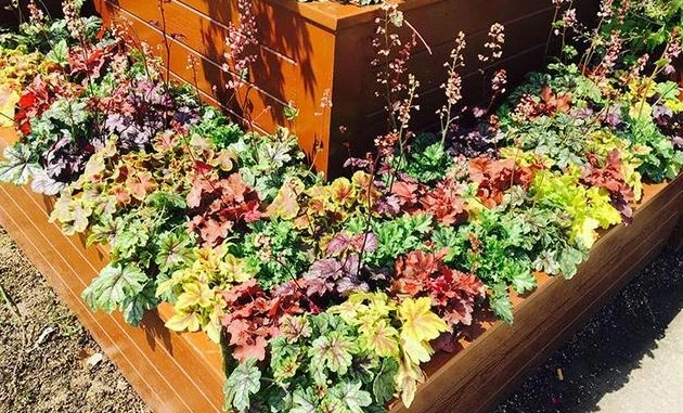 這12種耐寒花卉,可耐零下20度,適合粗養也可地植